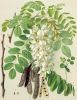 Baum Blatt Frucht von Robinia pseudoacacia